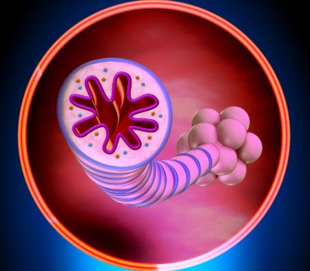 Detalle del alvéolo con asma