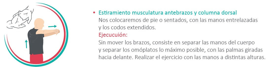 Antebrazos y columna dorsal