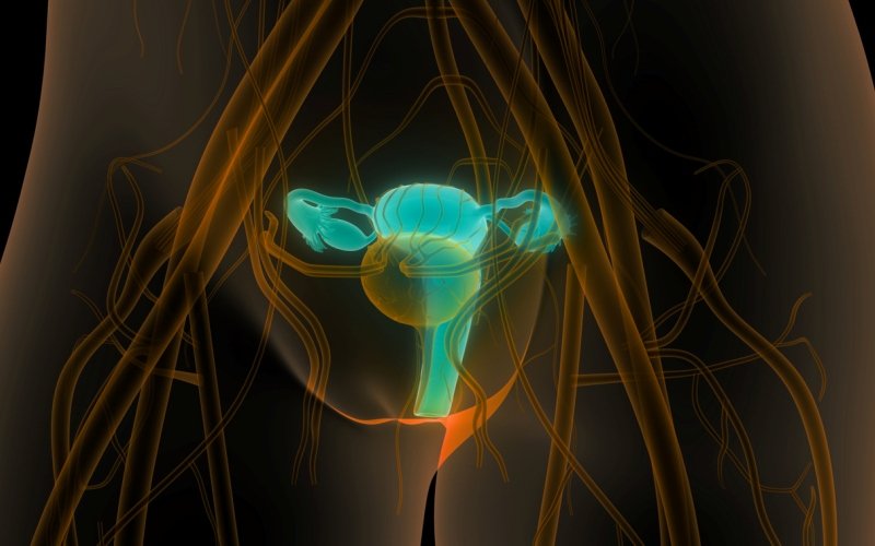 Aparato reproductivo femenino