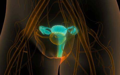 Aparato reproductivo femenino