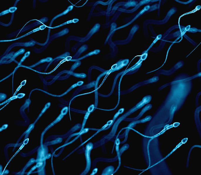 Relación entre calidad del semen y la alimentación