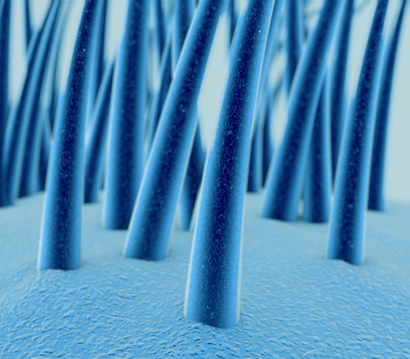 Estructura del cabello