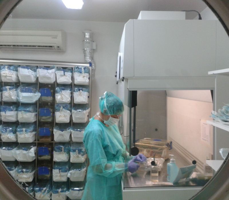 Experimentación en oncología