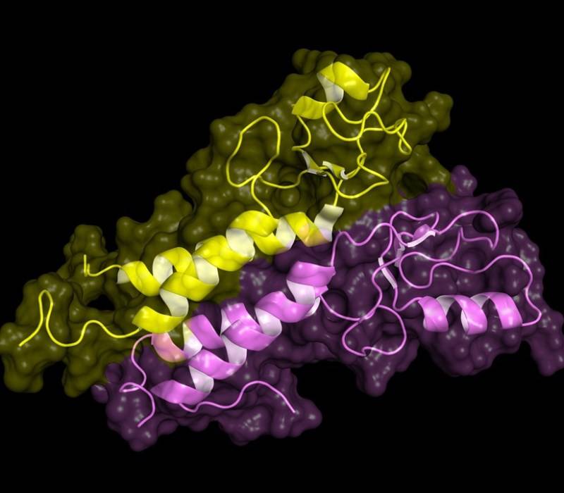 Gen BCRA1, factor de riesgo de cáncer contralateral