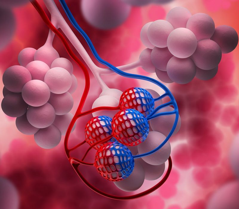 Ilustración de un alvéolo