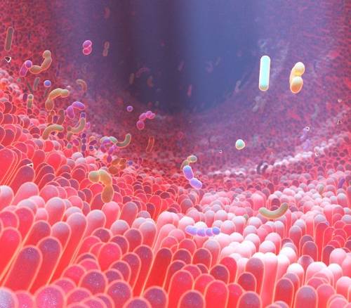 Microbiota intestinal: para qué sirve y cómo cuidarla