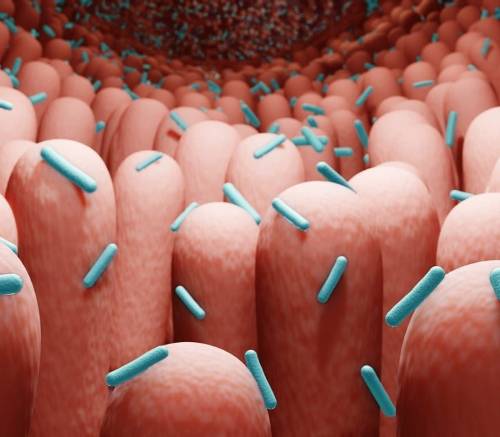 Microbioma y probióticos, ¿cómo influyen en el corazón?