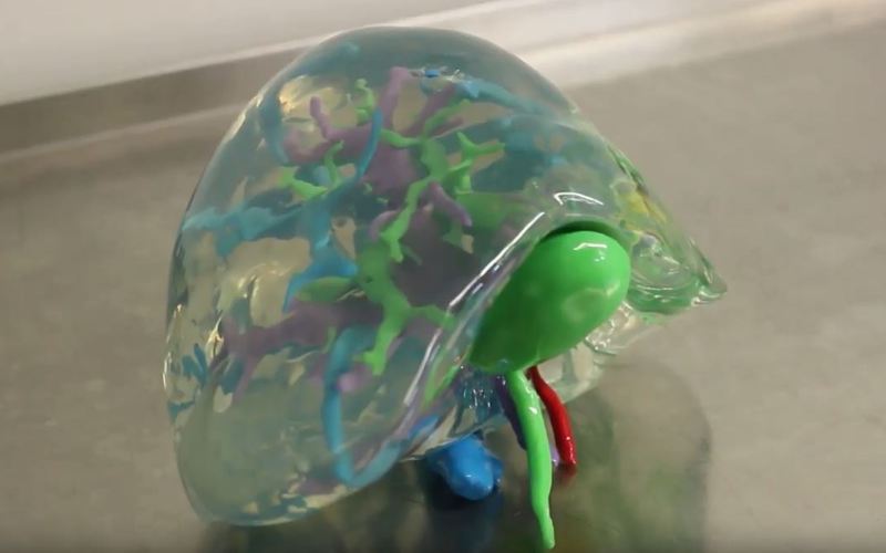 Modelo físico del órgano en 3D